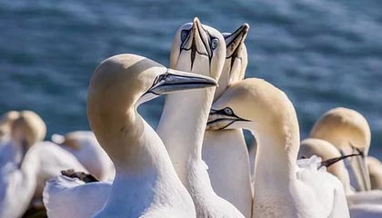 b体育娱乐-马赛客场逆转里尔，豪取三分稳定积分榜排名，法甲马赛对里尔