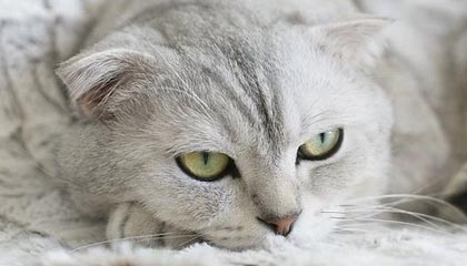 B体育中国内陆官方网站-赛事转播技术升级，虚拟现实带来沉浸式体验，转播赛事可以收费吗