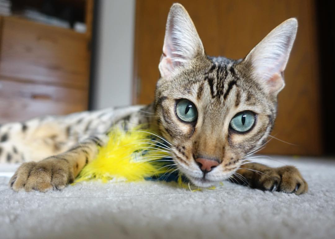 _勇士新战术催生胜利，三分雨不断_，勇士三分庆祝动作