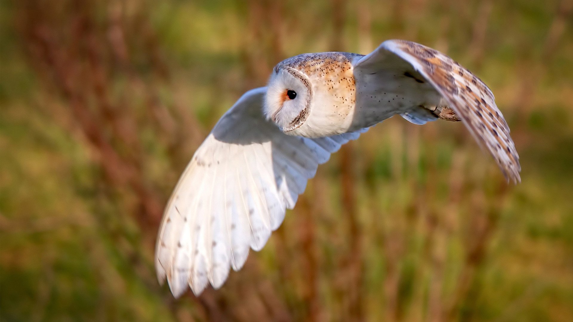 “十局鏖战,比赛悬念在最后定局,现场高潮迭起”,十局九胜