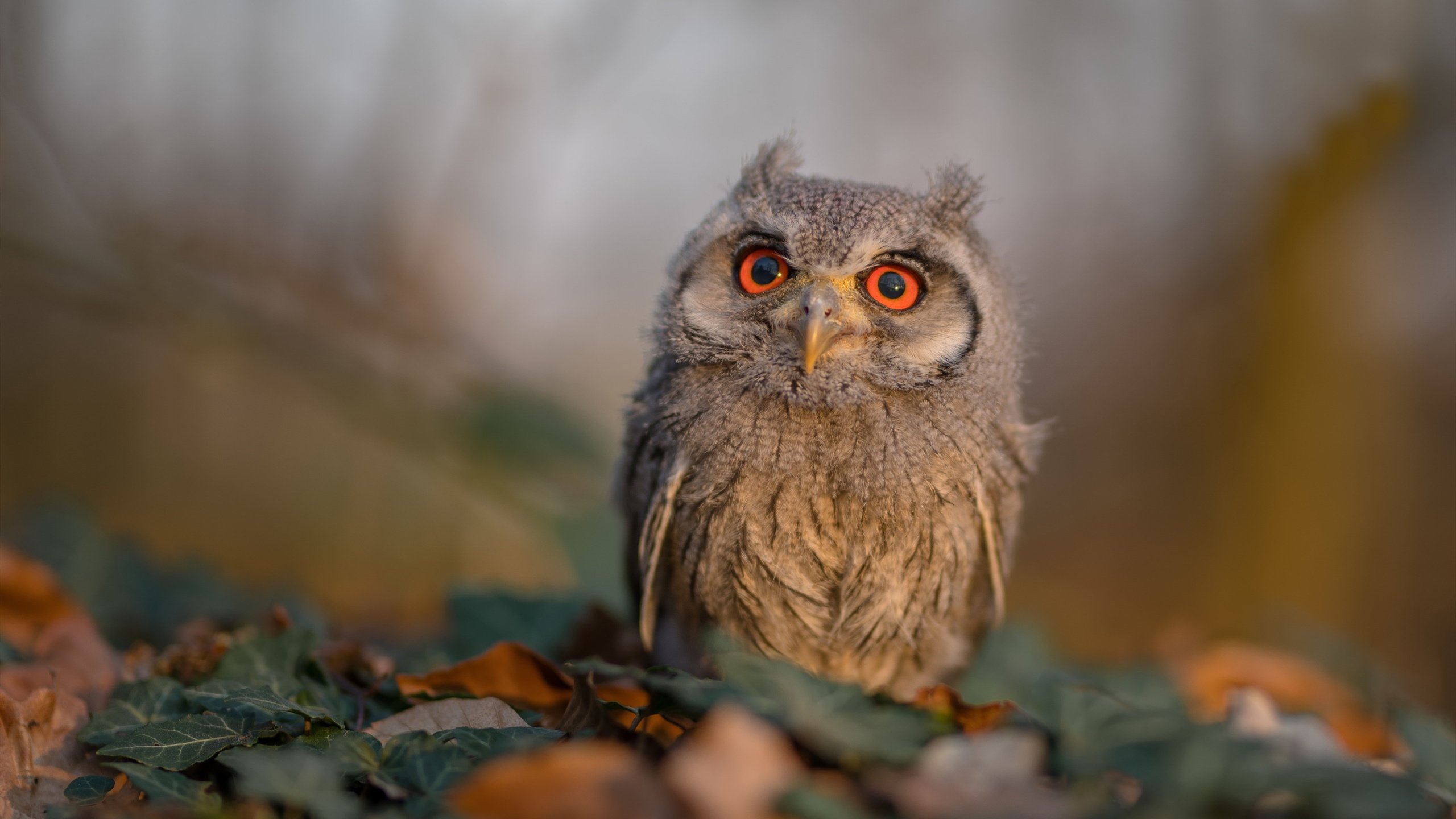 冬季冰上碰碰车，欢乐闯关新体验，冰上碰碰车怎么收费的