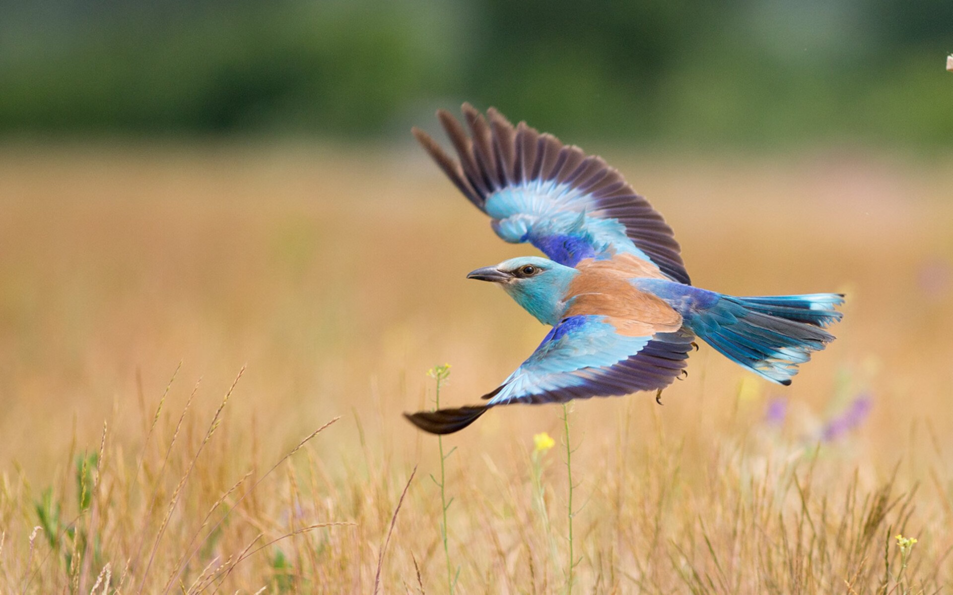 国际健美比赛，展现雕塑般的身材之巅，国际健美大赛视频