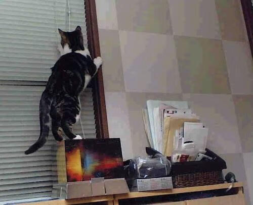 期待已久的“年度最佳新秀”投票即将开启,最佳新秀是谁