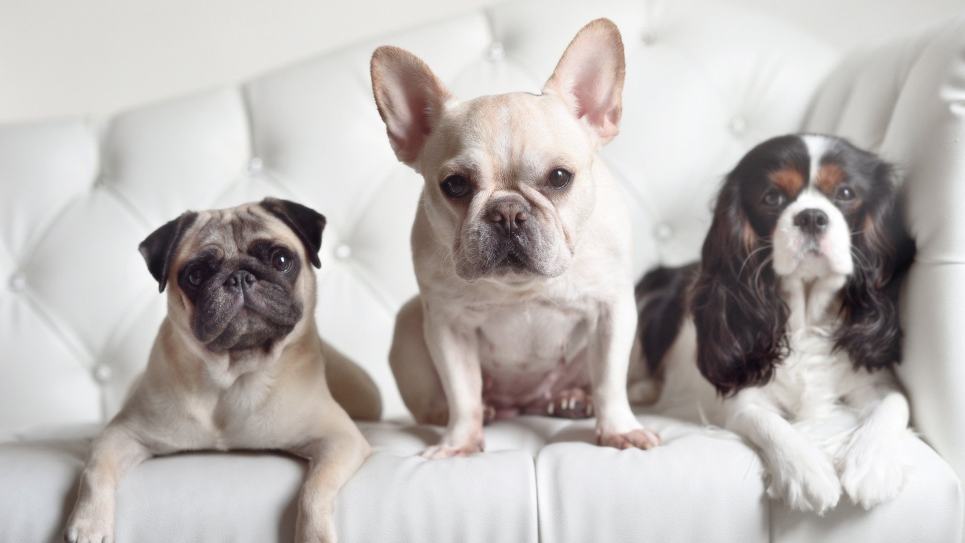 篮球职业联赛品牌建设持续推进，知名篮球联赛