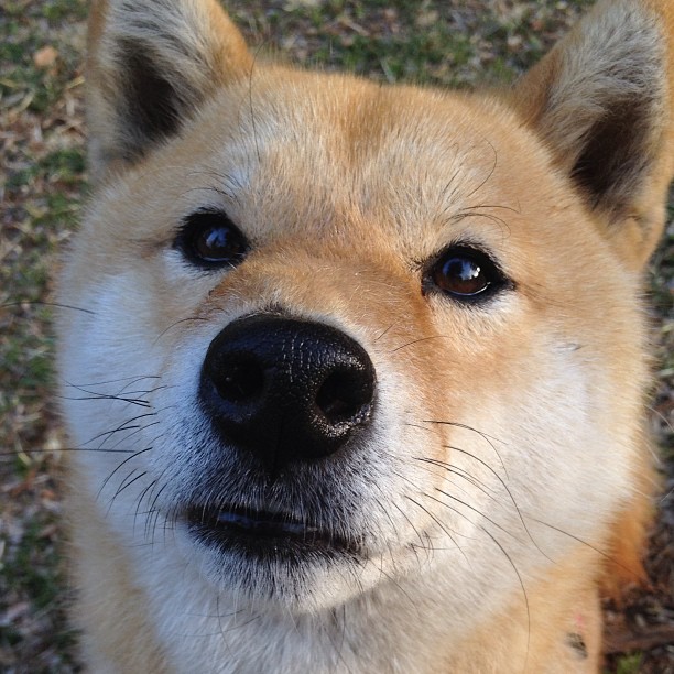 切尔西主场小胜诺丁汉森林，锁定欧冠席位，切尔西vs诺维奇预测