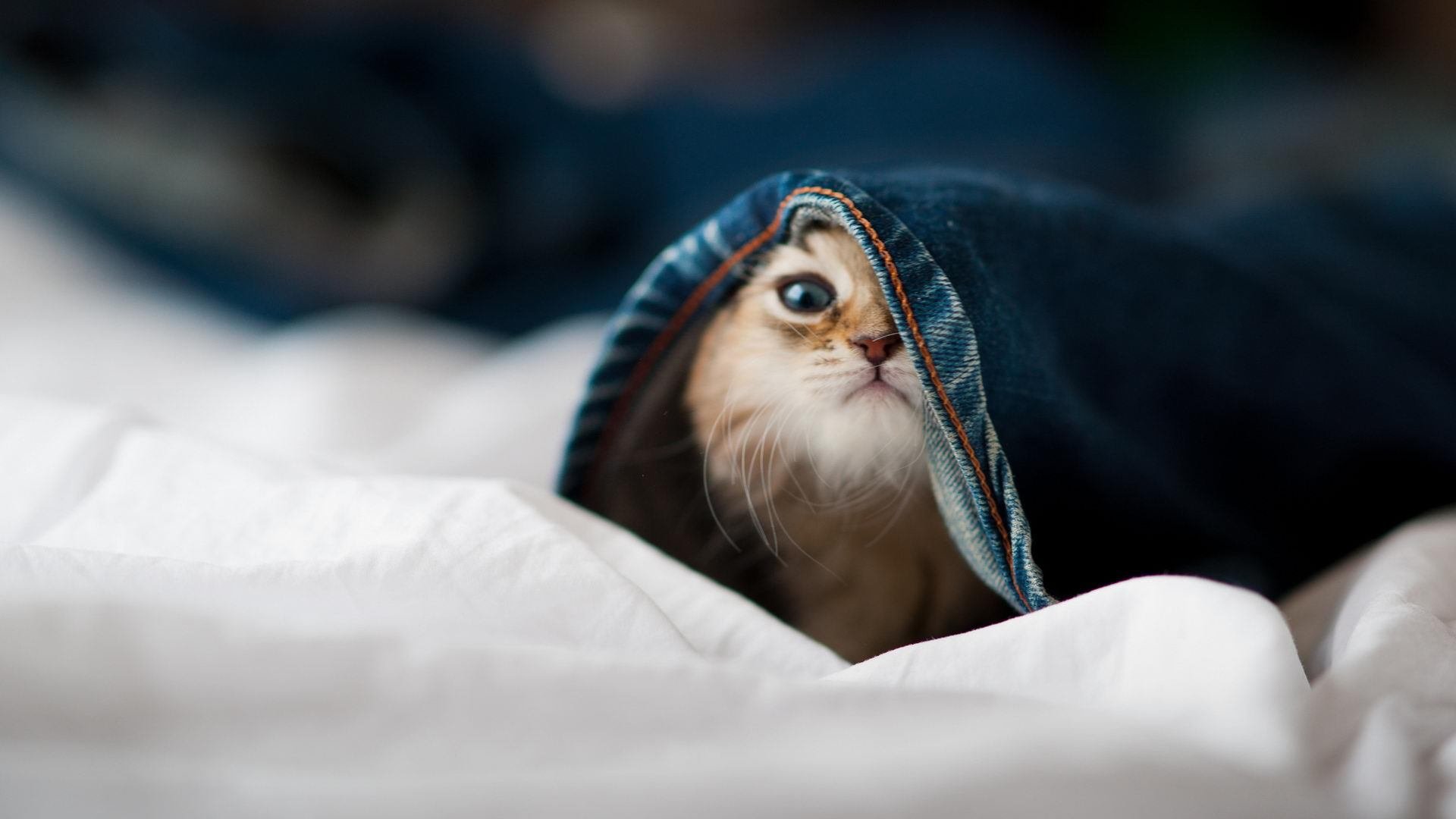 国际足球联合会公布新赛季赛事安排,国际足球联合会在哪个城市