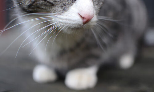 步行者险胜湖人，全明星赛前哨战中哈利伯顿双手暴扣点燃全场，哈里伯顿 nba