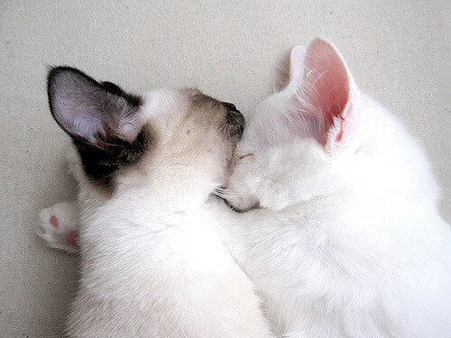 武汉三镇主场告负,排名跌出前四,武汉三镇中甲2021赛程表