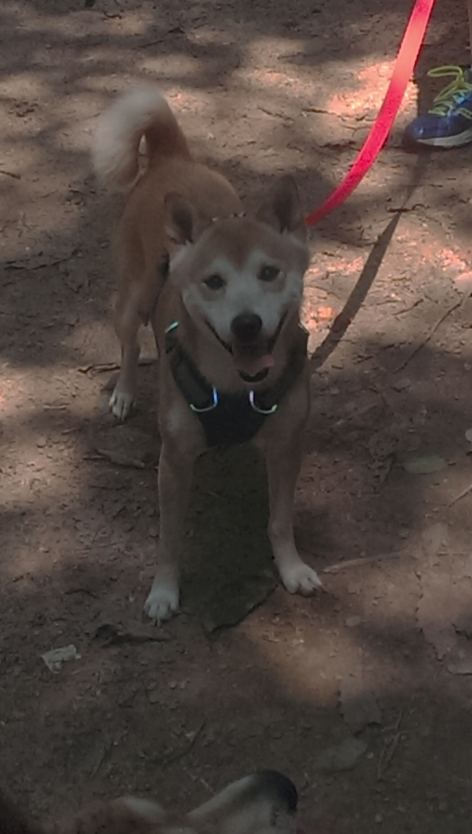NBA球员竞技状态监测与调控技术,nba竞争