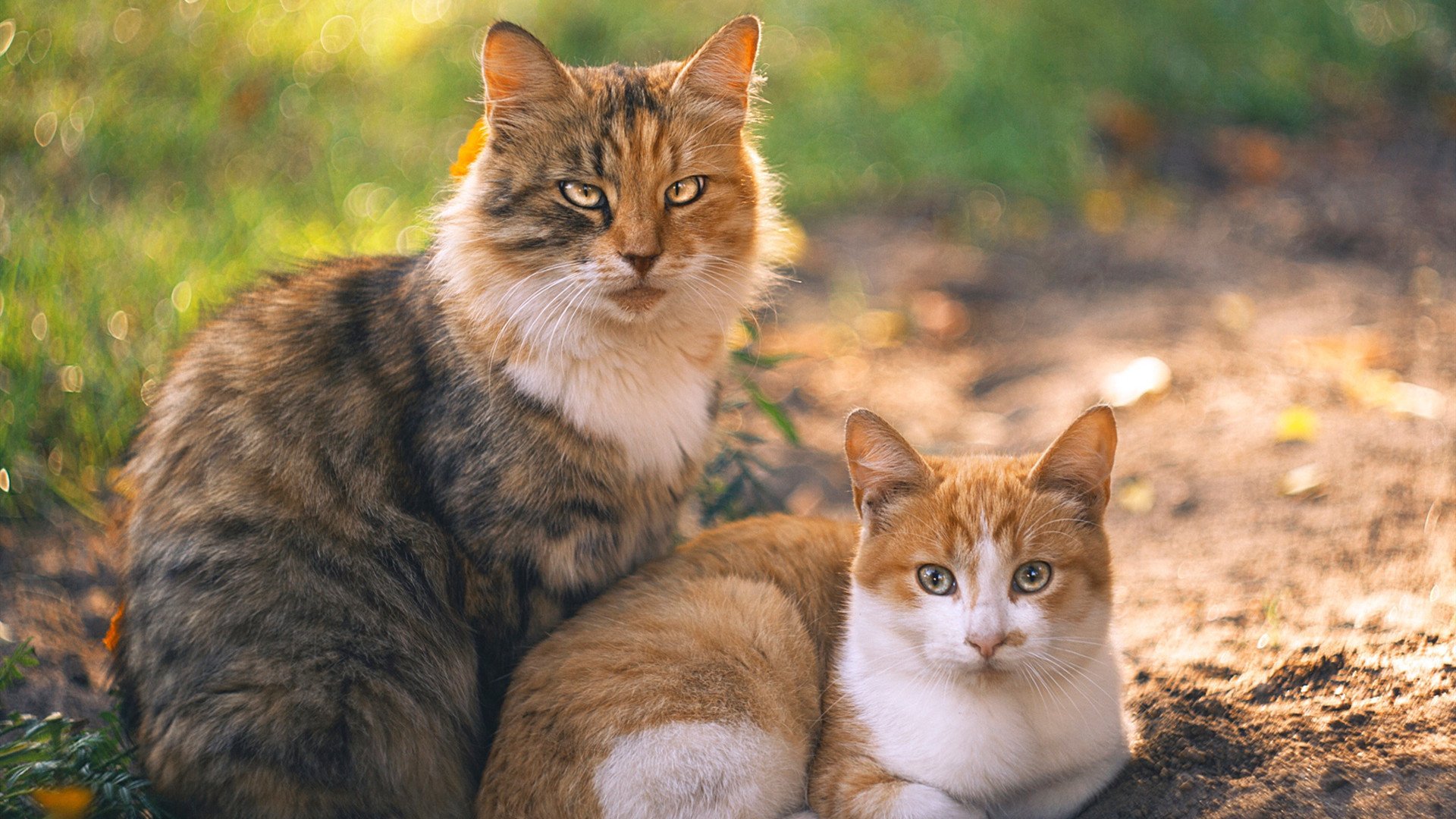 校园体育文化对学生心理健康促进，校园体育文化建设对于塑造大学生的健康体质和完整人格