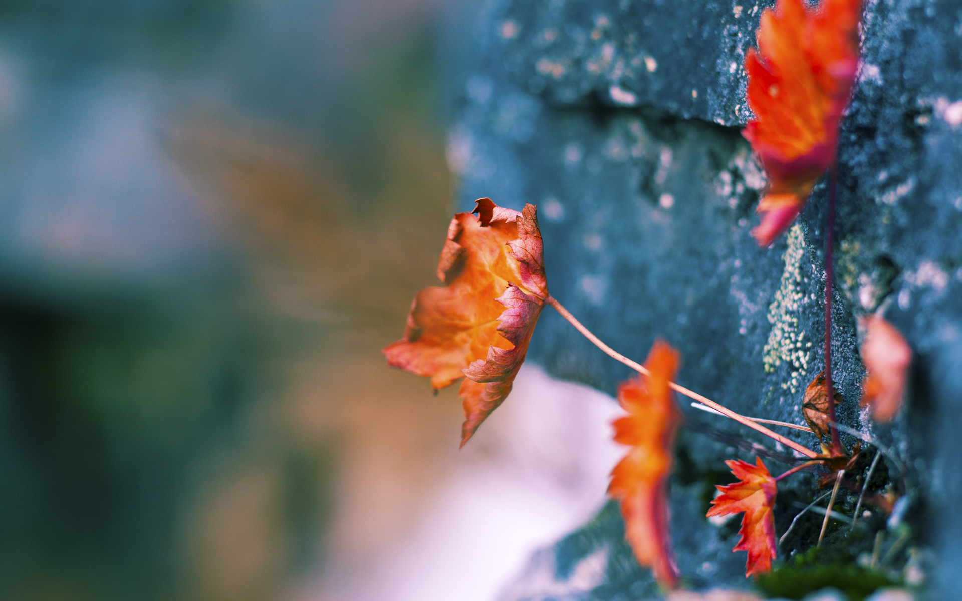“冲刺时刻!武汉马拉松赛场谁能成就辉煌?”