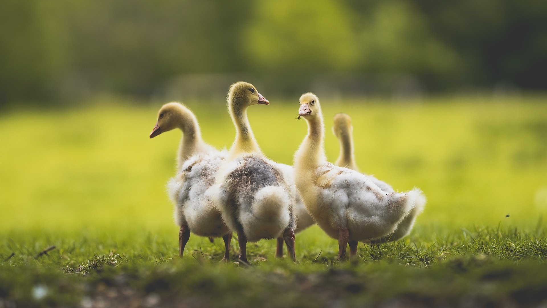 中国三人男篮备战世锦赛 注重团队配合,中国三人男篮备战世锦赛 注重团队配合吗