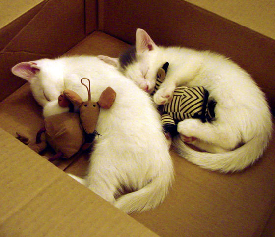 B体育亚洲官方网站-后卫如何在快节奏中找到内线传球窗口，后卫怎么传球给中锋