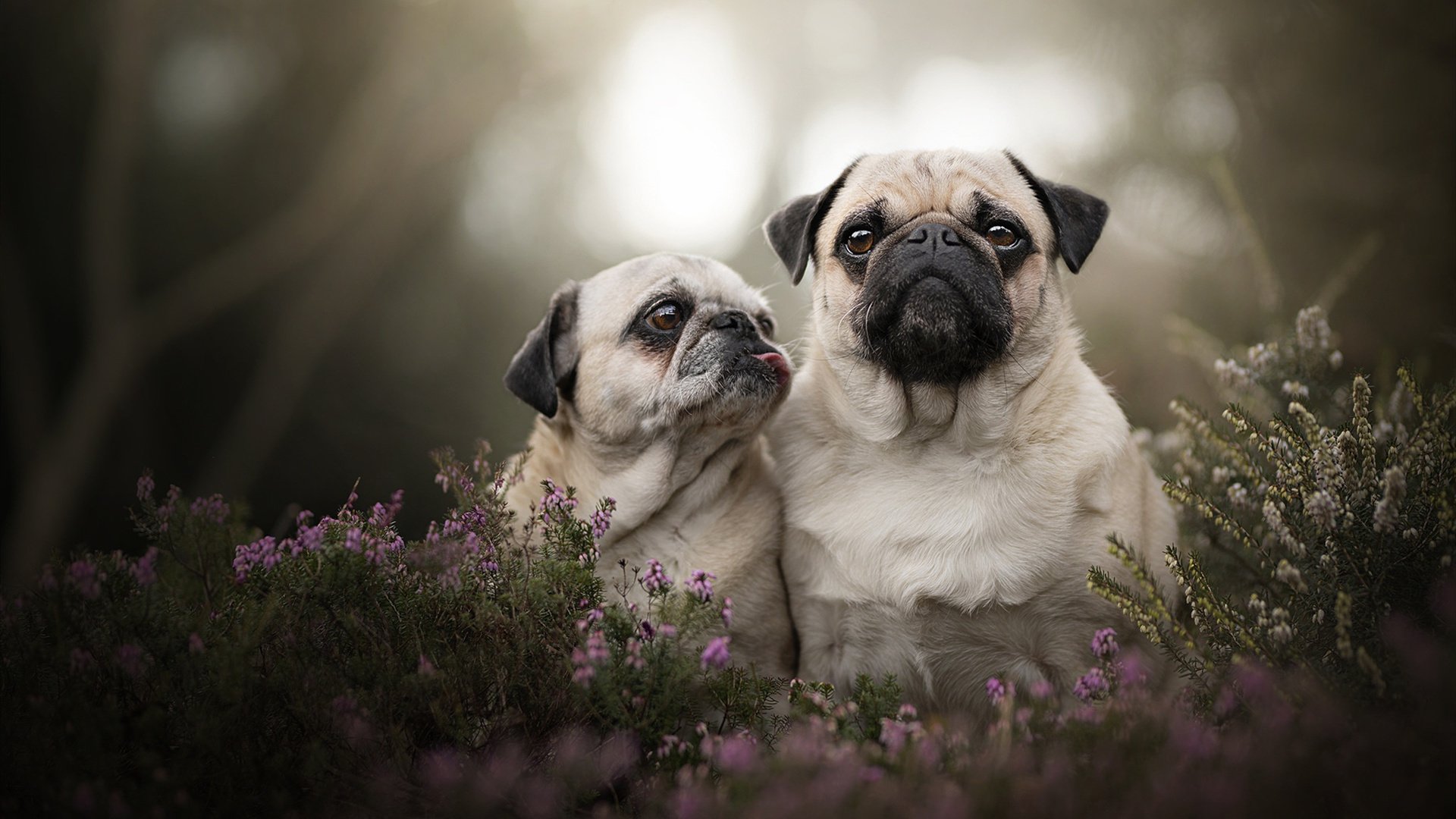 突尼斯希望小组出线压力骤增，媛春宝是正规药吗