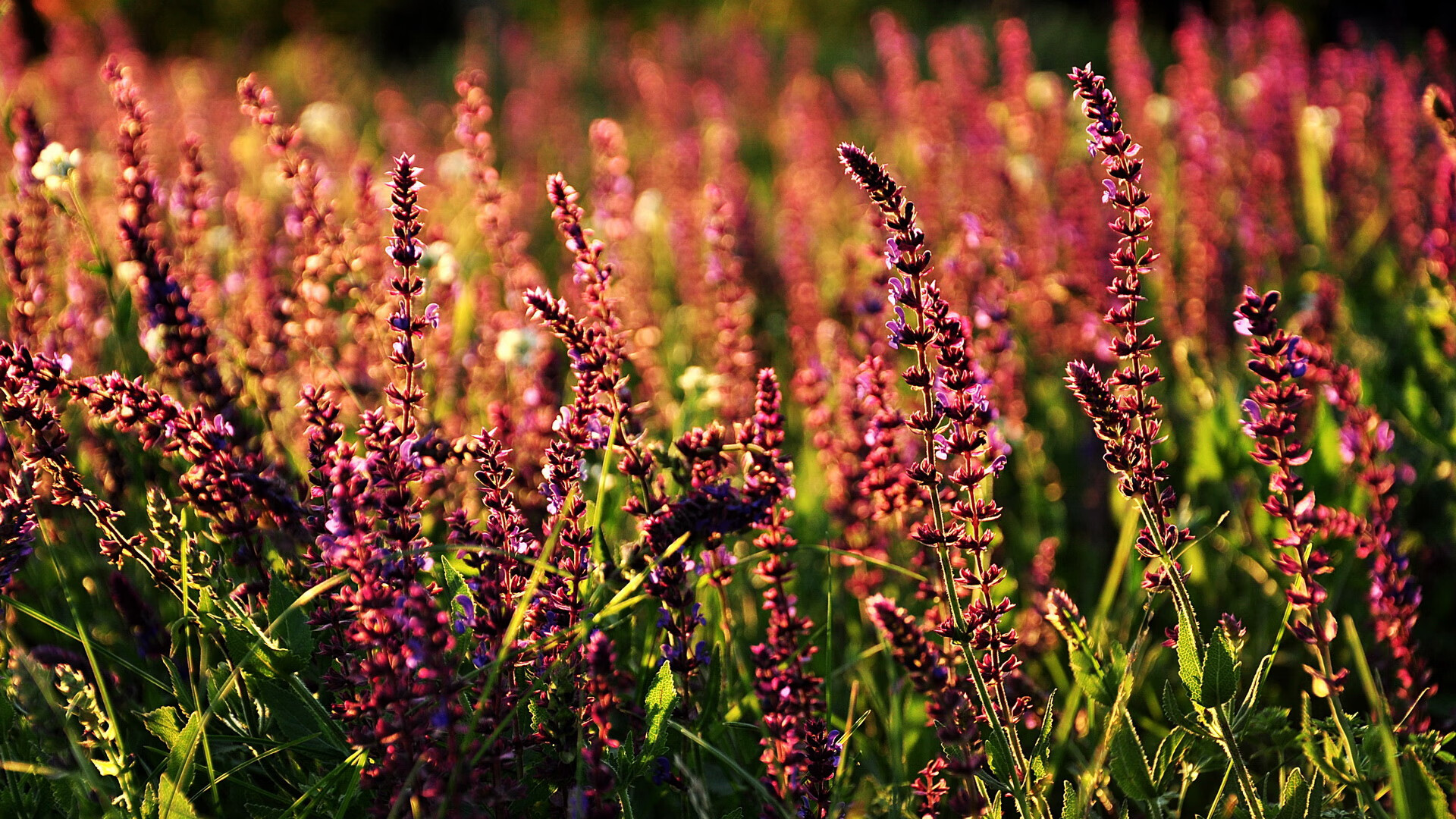 b体育平台-青少年球员战术意识为何滞后国际标准，青少年篮球战术意识培养与训练探析