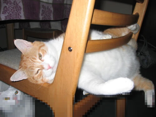 南非羚羊队:无论是攻防切换还是全员协作,他们始终占据主动,羚羊非洲