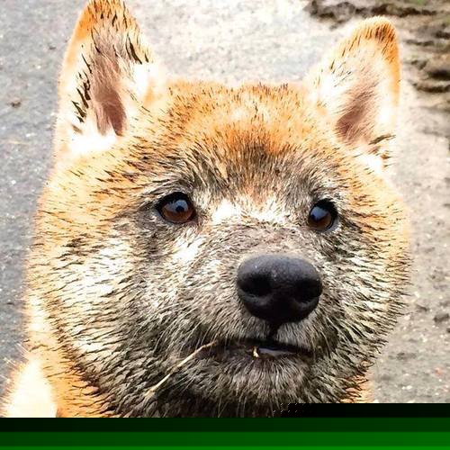 巴西队在南美预赛中保持领先，晋级几乎板上钉钉