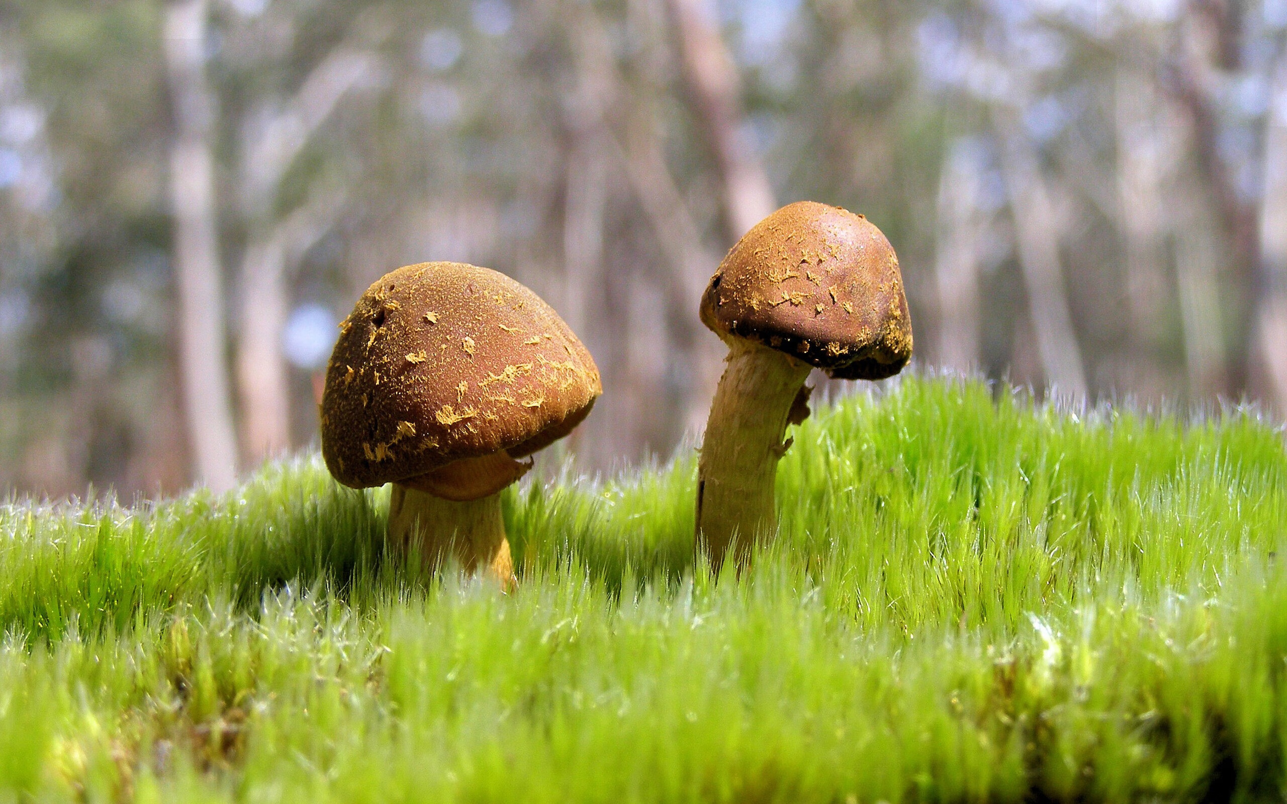 德甲速度爆发:瞬间快速突击引人入胜!,德甲打法