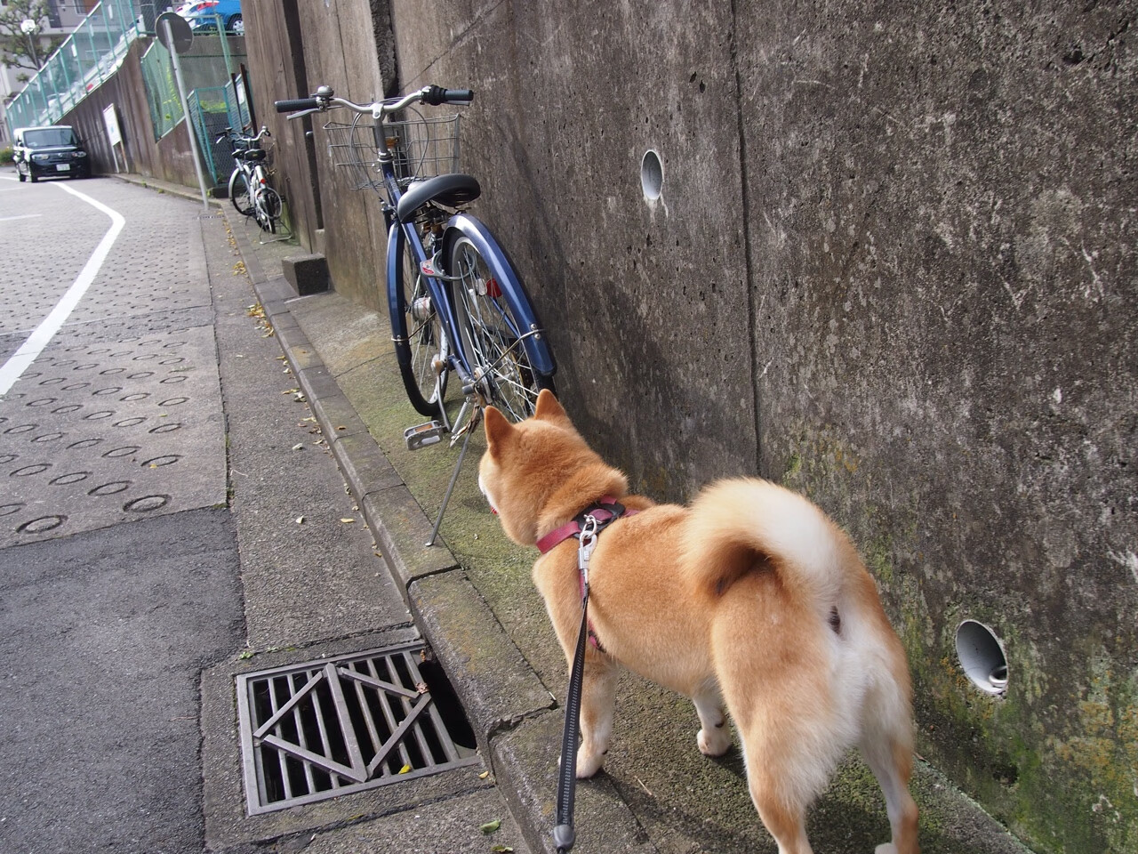 朱婷称奥运目标只有一个就是金牌，朱婷奥运会夺冠时刻