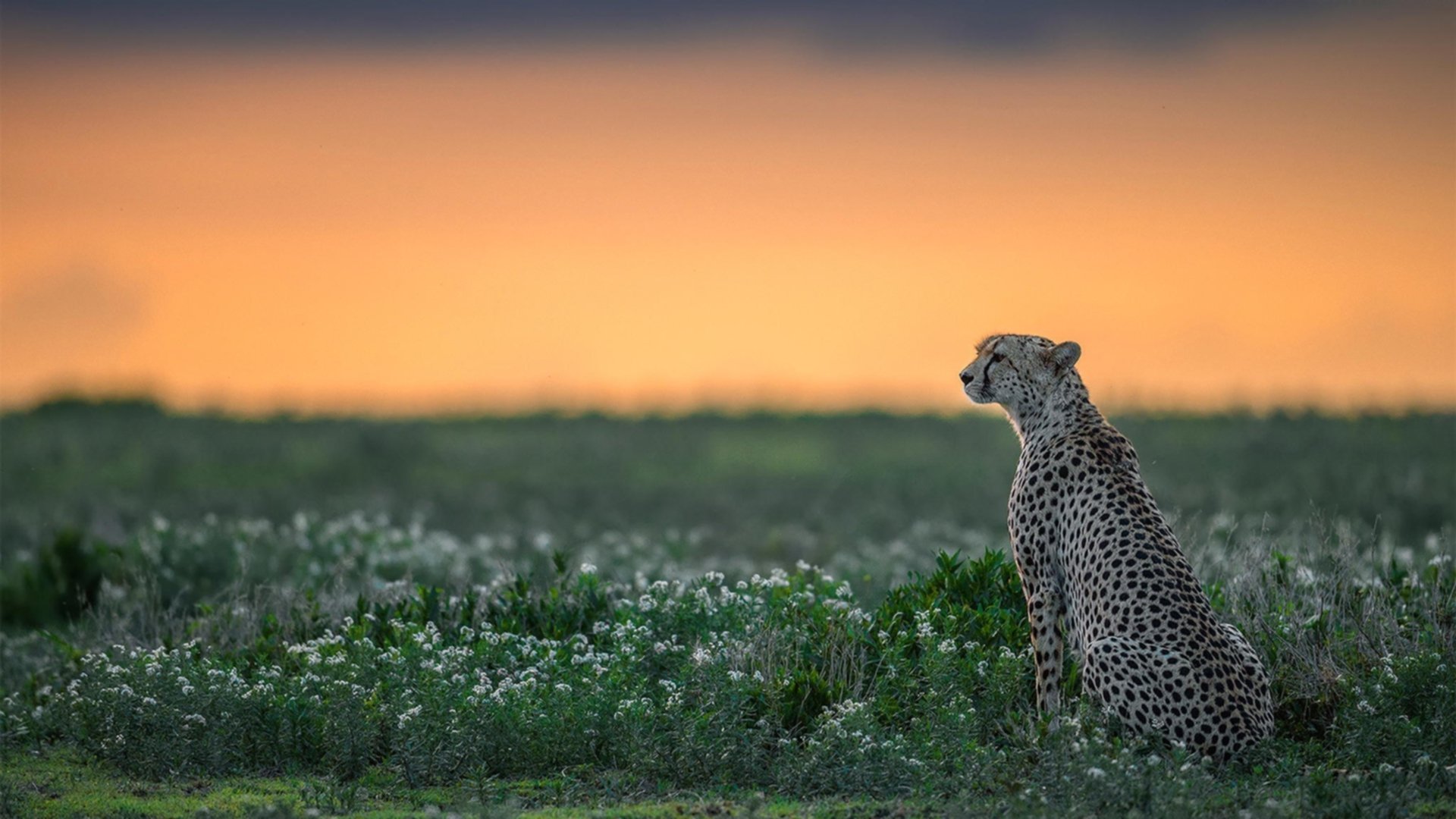 B 体育官网-校园足球竞赛体系融入学籍管理提升数据整合能力，2020年校园足球管理信息系统应用培训