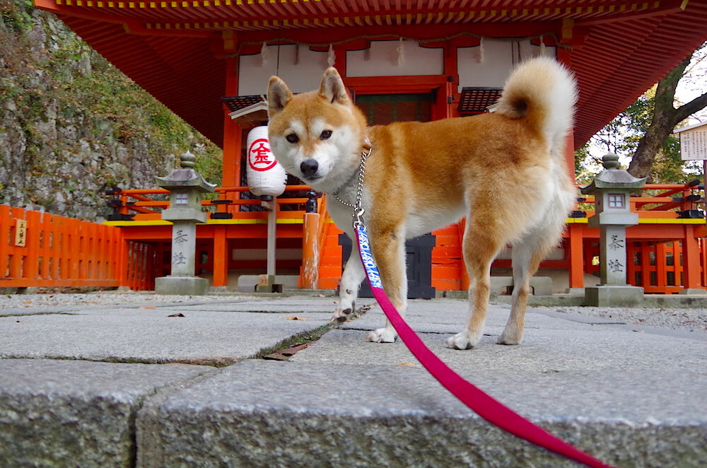 B体育APP下载网址-欧洲杯战术革新：变化带来战局变幻，欧洲杯战前分析