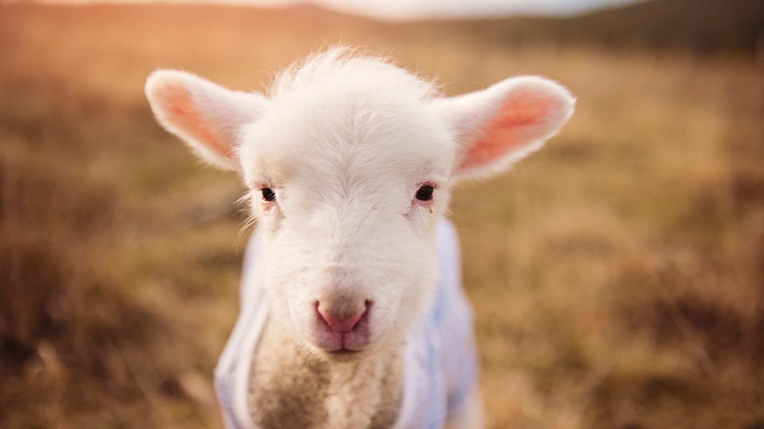 b体育入口-湖人队逆转战胜强敌NBA季后赛，湖人队逆转战胜强敌nba季后赛数据