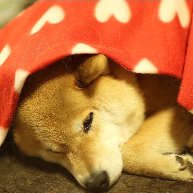 陈佳跳水风格清新利落，陈佳 mqa